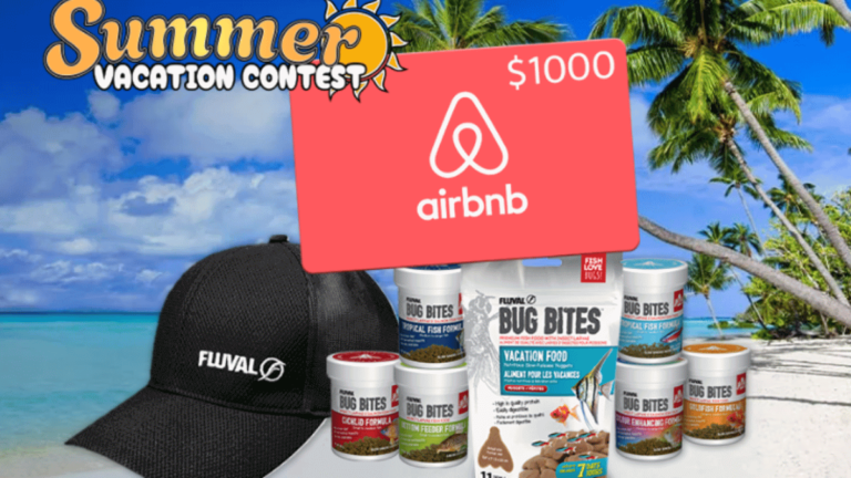 Win a $1000 Airbnb gift card and 1-year supply of Bug Bites fish food