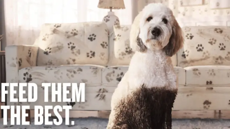 The Honest Kitchen Give Them The Best Sweepstakes